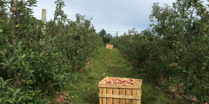 Apple Orchard