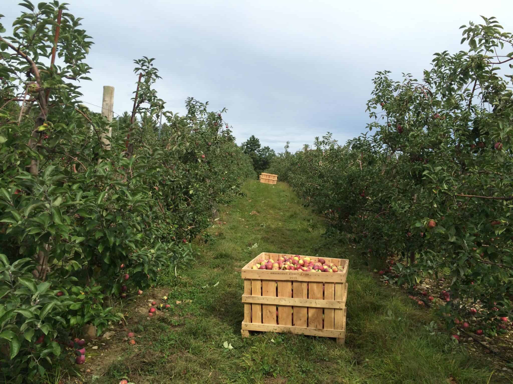 Apple Orchard