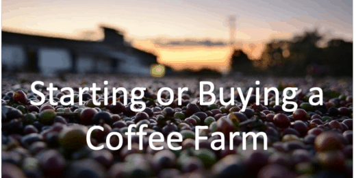 Coffee beans spread across a farm, symbolizing coffee farming investment opportunities.