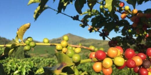 Coffee beans in varying ripeness on a tree, emphasizing agricultural investment opportunities.