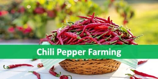 Chili Pepper Farm – Financial Feasibility Study