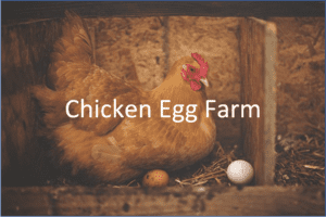 Chicken Egg Production in Poultry Farming | eFinancialModels Chicken Egg Farm – Business Plan