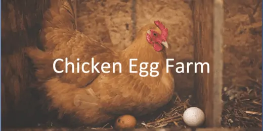 Chicken Egg Farm – Business Plan