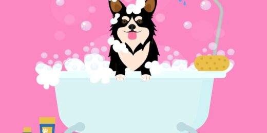 Pet Grooming Business Dynamic Financial Model 2026
