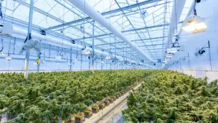 Creating a Cannabis Cultivation Financial Model: A Guide