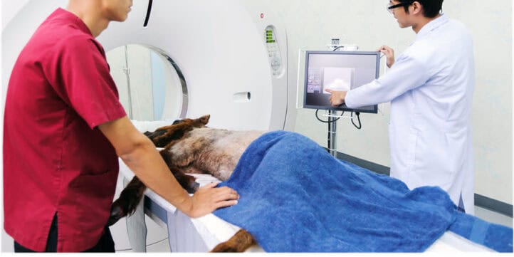 Veterinary Imaging Center Financial Analysis | eFinancialModels Veterinary professionals conducting imaging analysis on a pet patient