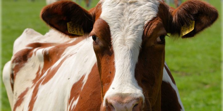 Dairy Farming Financial Model