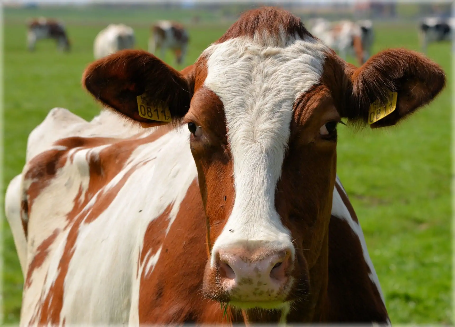 Dairy Farming Financial Model