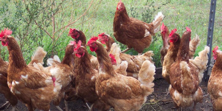 Poultry Farming Financial Model