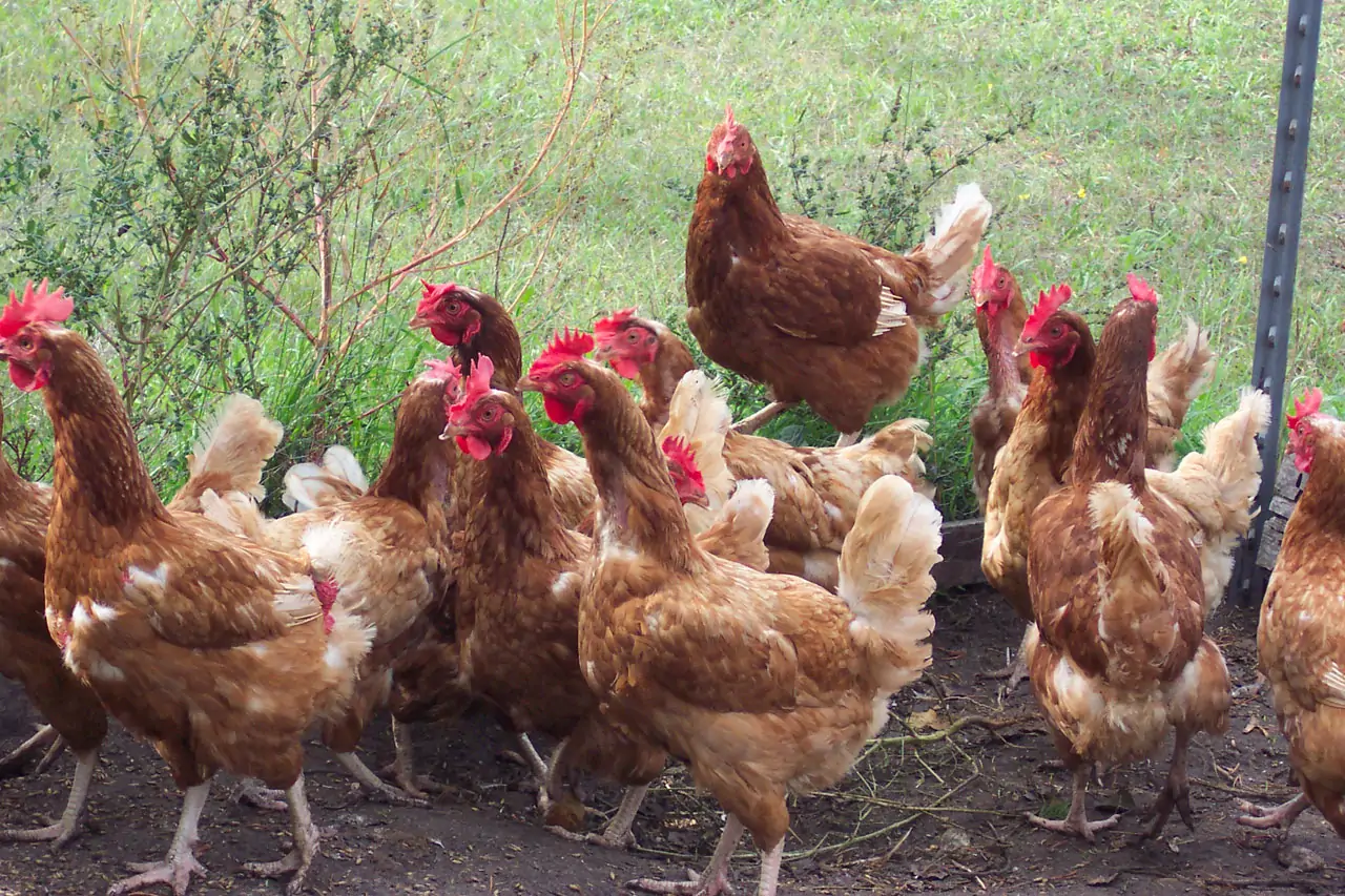 Poultry Farming Financial Model