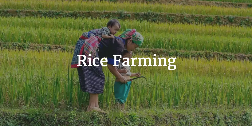 Rice Farming