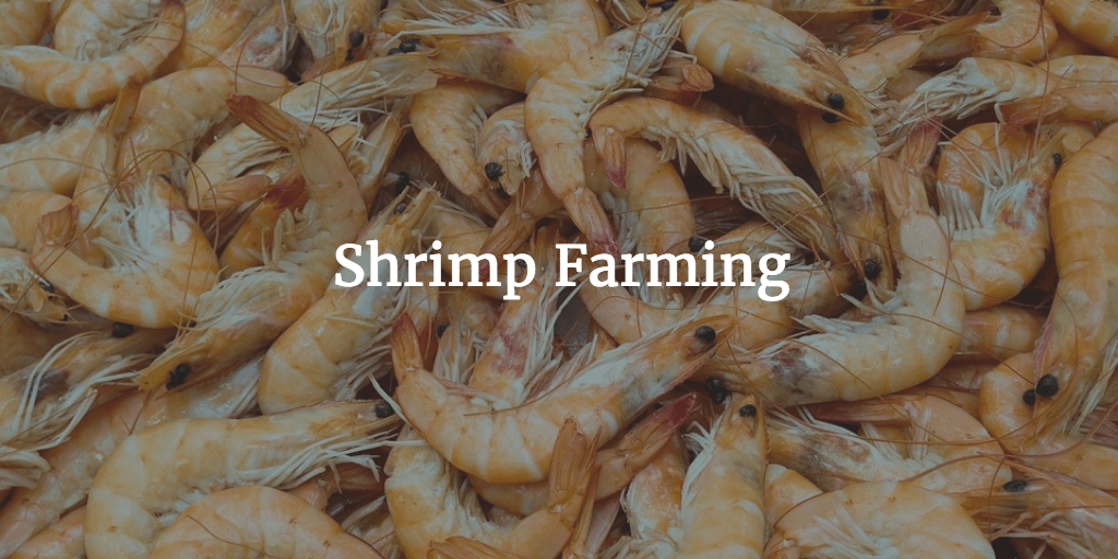 Shrimp Farm Financial Model