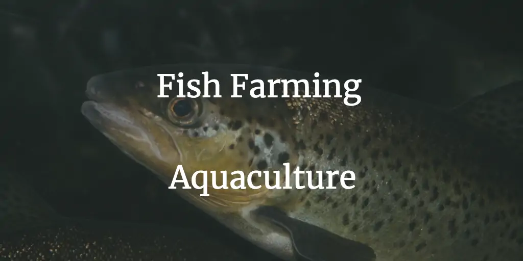 Fish Farming Aquaculture