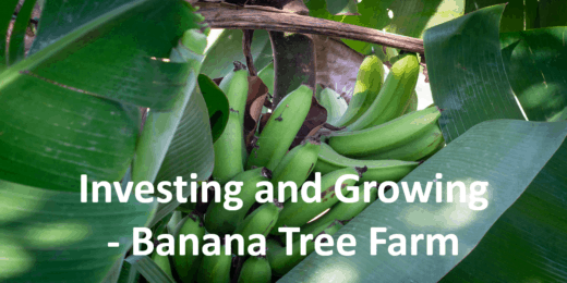 Banana Tree Farming – Investing and Growing