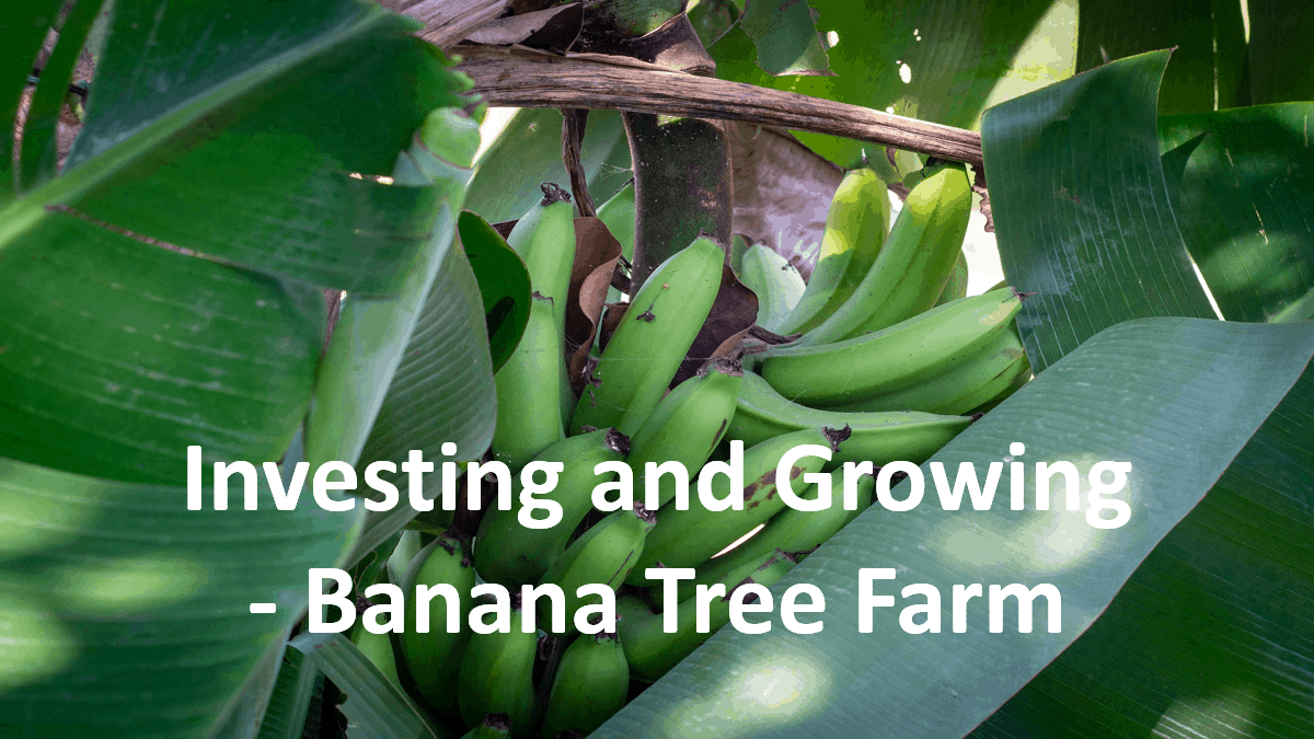 Banana Tree Farming – Investing and Growing