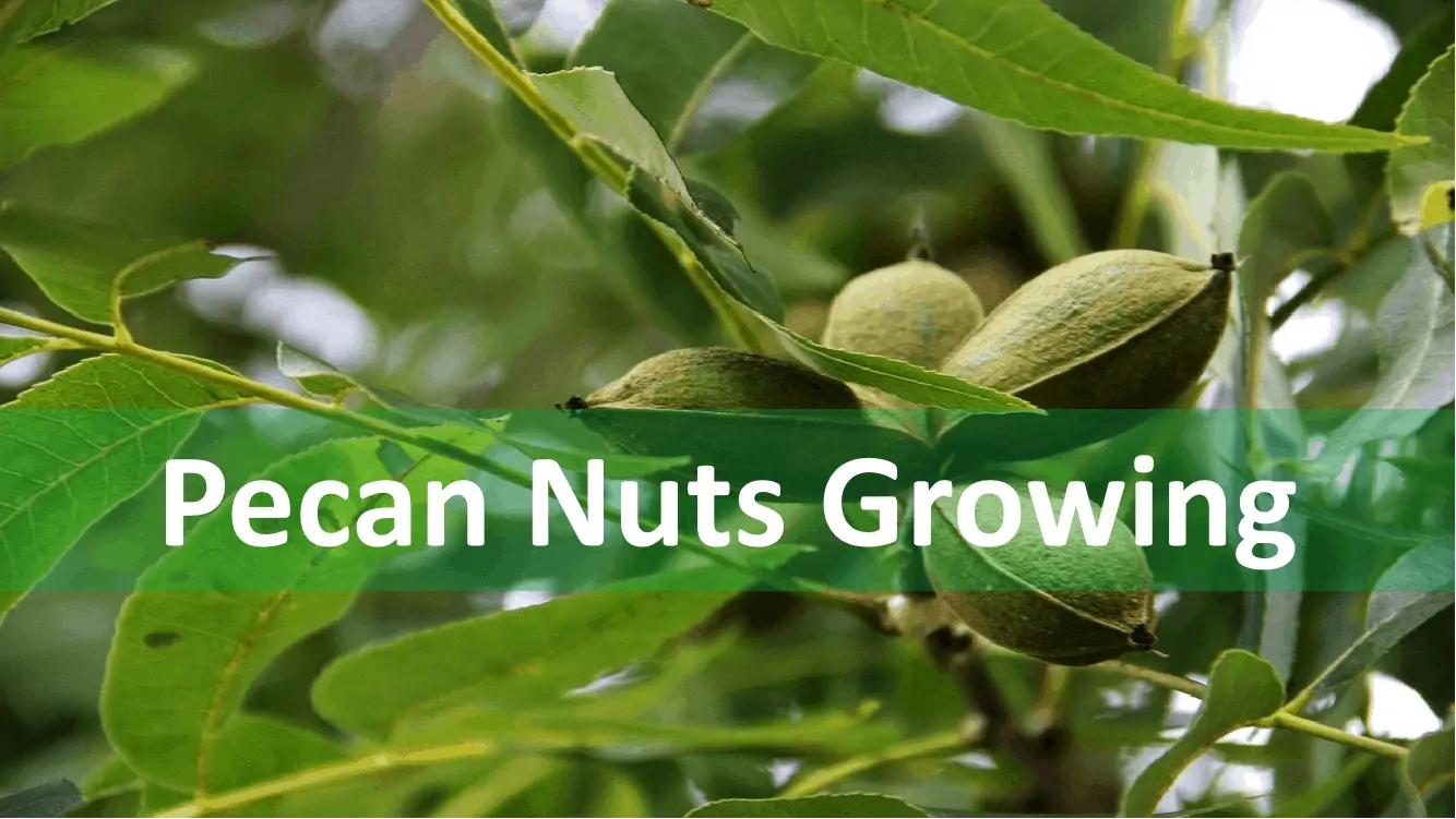 Pecan Tree Growing Financial Model